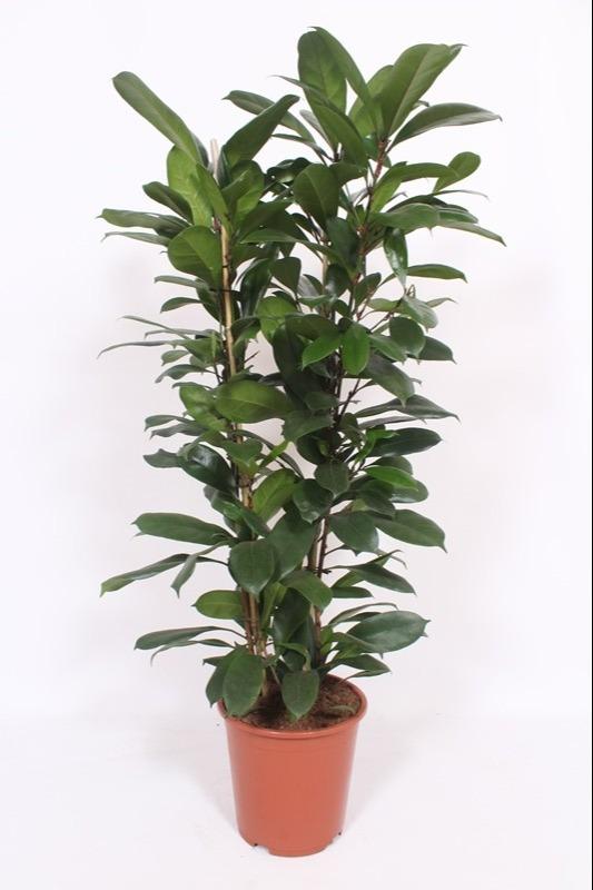 Ficus Cyathistipula