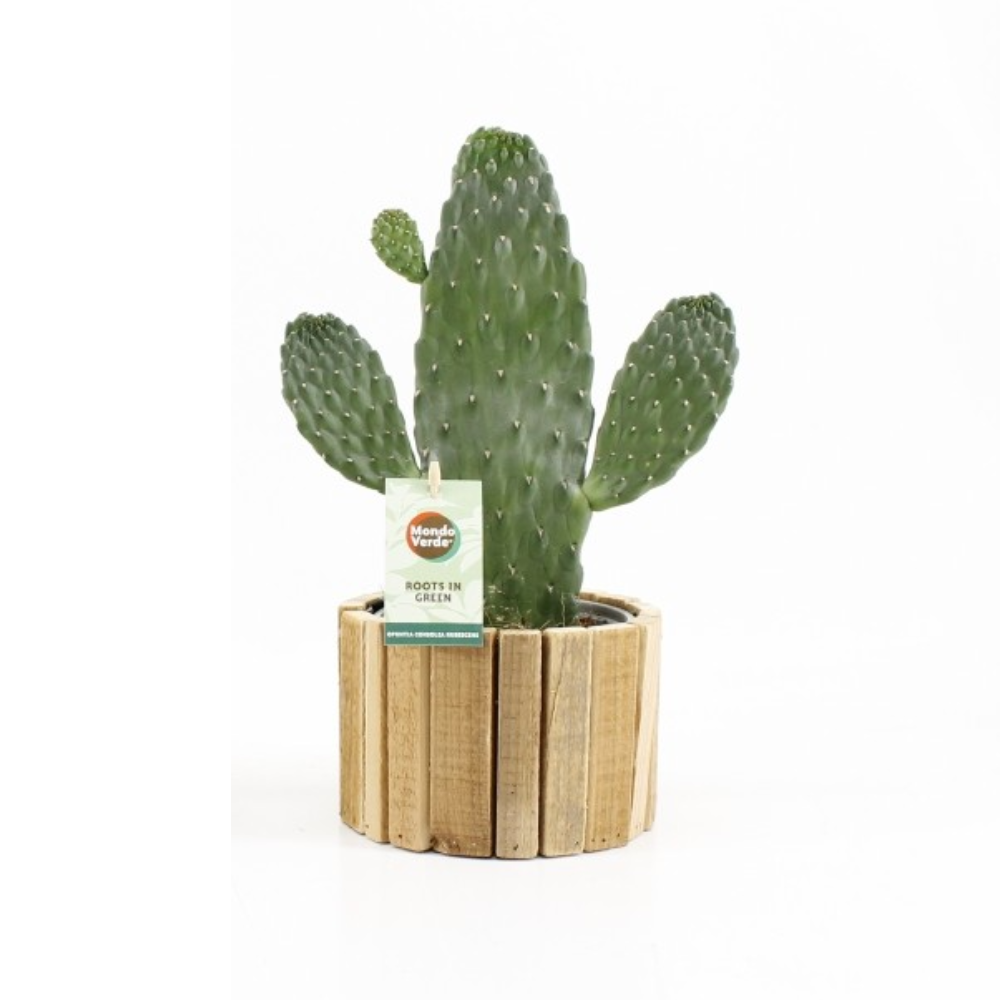 Opuntia Rubescens Consolea