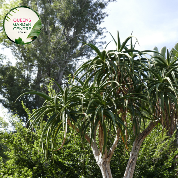 "Close-up view of Pachypodium lamerei plant, commonly known as Madagascar Palm, displaying its tall, slender, spiny stem and tuft of green leaves at the top against a neutral background."