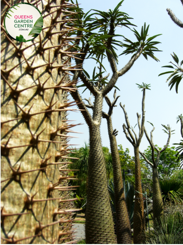 "Close-up view of Pachypodium lamerei plant, commonly known as Madagascar Palm, displaying its tall, slender, spiny stem and tuft of green leaves at the top against a neutral background."