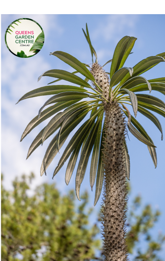 "Close-up view of Pachypodium lamerei plant, commonly known as Madagascar Palm, displaying its tall, slender, spiny stem and tuft of green leaves at the top against a neutral background."