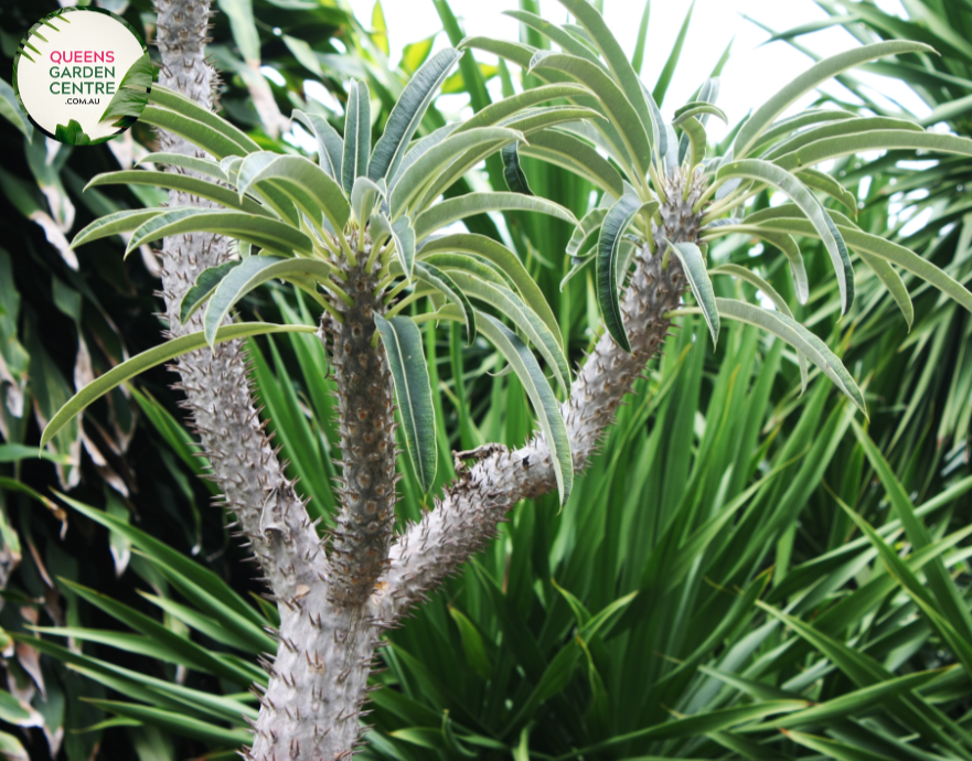 "Close-up view of Pachypodium lamerei plant, commonly known as Madagascar Palm, displaying its tall, slender, spiny stem and tuft of green leaves at the top against a neutral background."