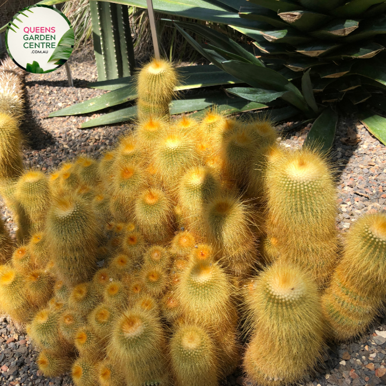 Alt text: Parodia leninghausii, also known as Lemon Ball Cactus, features spherical, bright yellow-green stems covered in small golden spines. Its compact and symmetrical form makes it an attractive addition to arid gardens or indoor succulent collections.