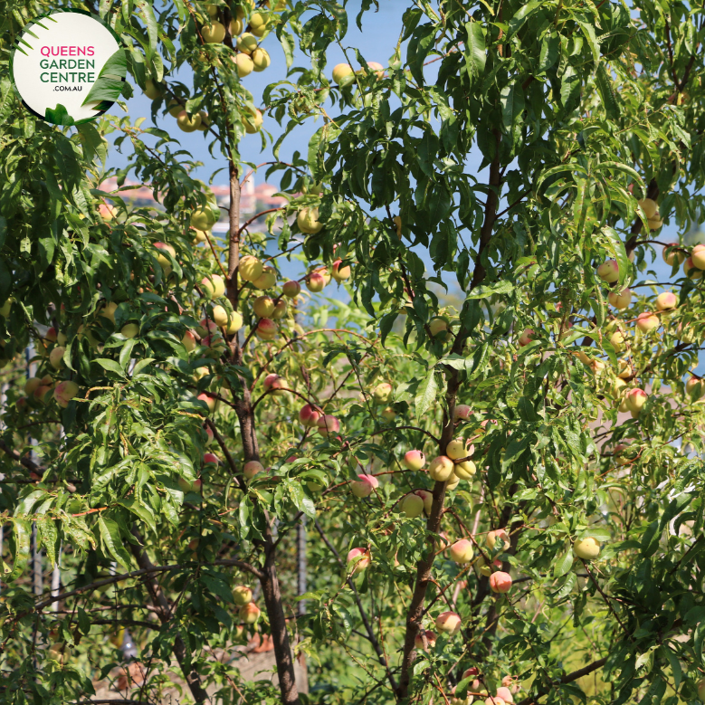 Alt text: Prunus persica 'Golden Queen,' a Peach tree adorned with pink blossoms in full bloom. This deciduous tree is celebrated not only for its ornamental beauty but also for producing succulent, golden-yellow peaches. A delightful addition to orchards and gardens, offering both visual appeal and delicious harvests.