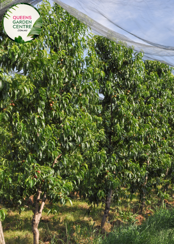 Alt text: Prunus persica 'Golden Queen,' a Peach tree adorned with pink blossoms in full bloom. This deciduous tree is celebrated not only for its ornamental beauty but also for producing succulent, golden-yellow peaches. A delightful addition to orchards and gardens, offering both visual appeal and delicious harvests.
