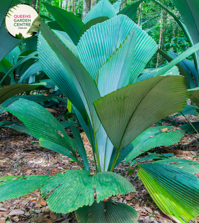 Alt text: Pelagodoxa henryana, commonly known as the "Henderson Island palm," is a rare and exotic palm species native to the remote Henderson Island in the South Pacific. It features a slender trunk topped with a crown of large, glossy, deeply divided fronds. The Pelagodoxa henryana is prized for its unique appearance and is often cultivated as an ornamental plant in tropical gardens and botanical collections.