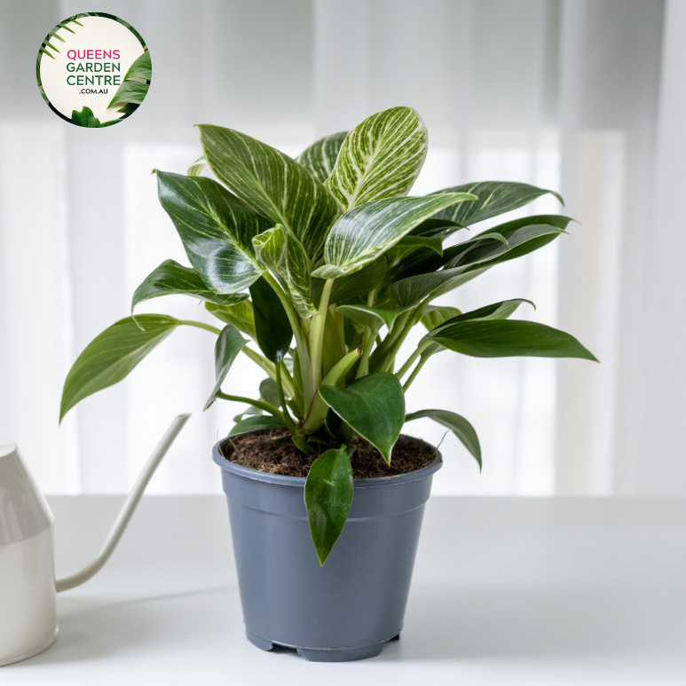 Close-up of a Philodendron Birkin plant: This image depicts the distinctive leaves of the Philodendron Birkin in close detail. Each leaf showcases its unique variegation pattern, with creamy white stripes running along the dark green surface. The intricate veining of the leaves adds depth and texture to the overall appearance. The glossy sheen of the foliage reflects light, highlighting its lush and healthy condition.