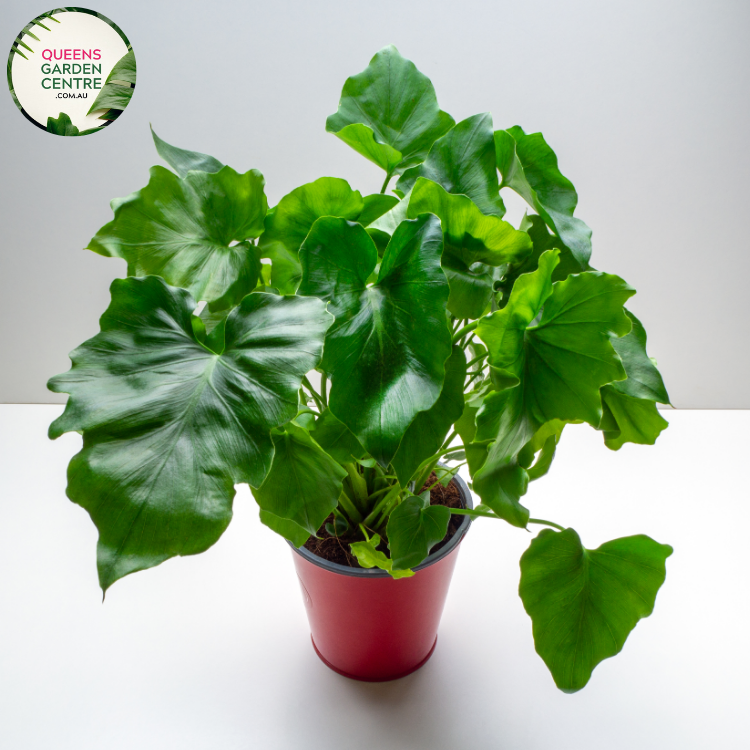 Close-up of Philodendron selloum Super Atom plant: This image offers a detailed view of the Philodendron selloum Super Atom plant. The focus is on the unique foliage, featuring compact, lobed leaves with a glossy texture. Each leaf exhibits intricate venation patterns, visible from the center to the edges.