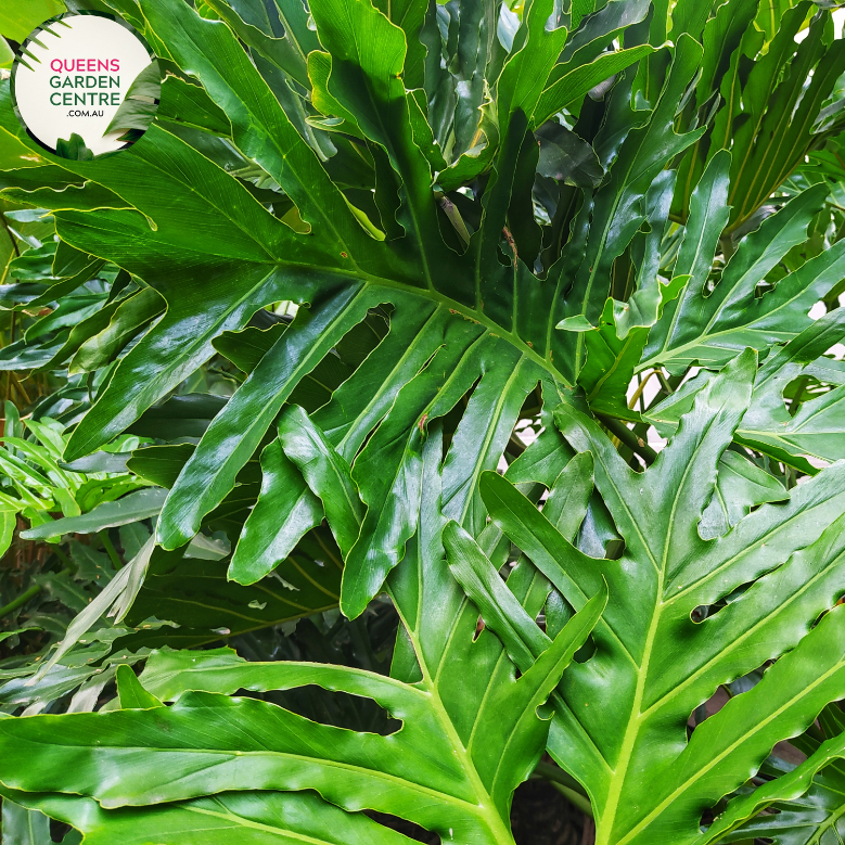 Alt text: Philodendron Selloum Compacta, a tropical houseplant, features glossy green leaves with deeply lobed edges, forming an attractive rosette shape. Its compact growth habit makes it ideal for indoor spaces, adding a touch of lush greenery and tropical charm to any room.