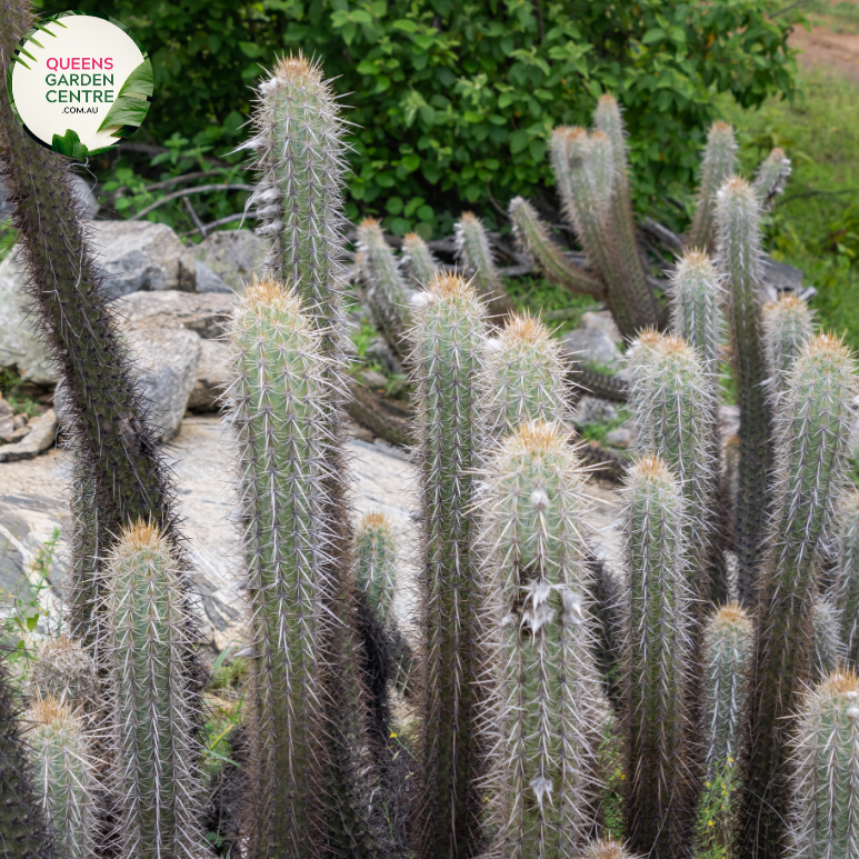 Alt text: Pilosocereus leucocephalus, also known as the woolly torch cactus, is a tall columnar cactus with white, woolly tufts covering its ribs. It features numerous spines and produces white flowers followed by small red fruits. This desert plant adds a unique and striking element to arid landscapes or indoor succulent collections.