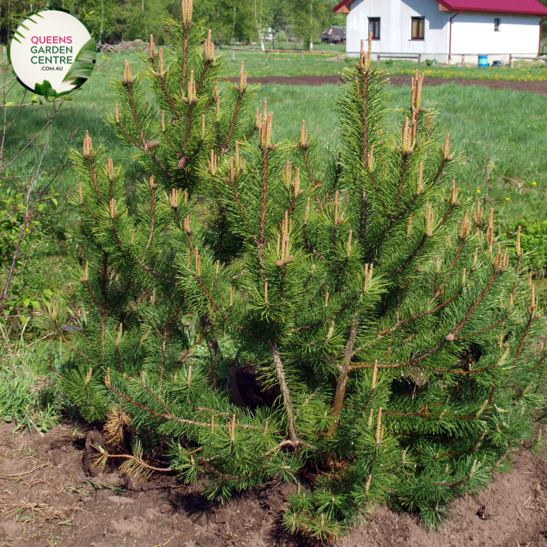 Alt text: Pinus mugo 'Amber Gold' is a cultivar of the Dwarf Mountain Pine, known for its vibrant golden-yellow needles. This compact evergreen shrub features a dense, bushy habit and produces small, brown cones. 'Amber Gold' is commonly used in rock gardens, borders, and as a ground cover, adding color and texture to the landscape.