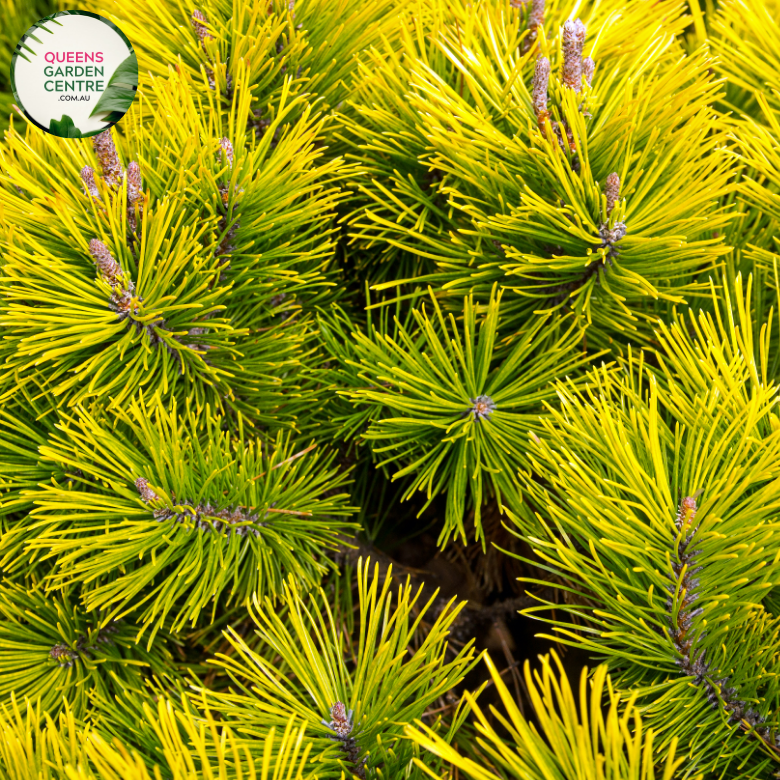 Alt text: Pinus mugo, also known as Dwarf Mountain Pine, is a compact evergreen shrub with dense, dark green needles. This low-growing conifer features a bushy habit and produces small, brown cones. It is commonly used in rock gardens, borders, and as a ground cover, adding texture and structure to the landscape.