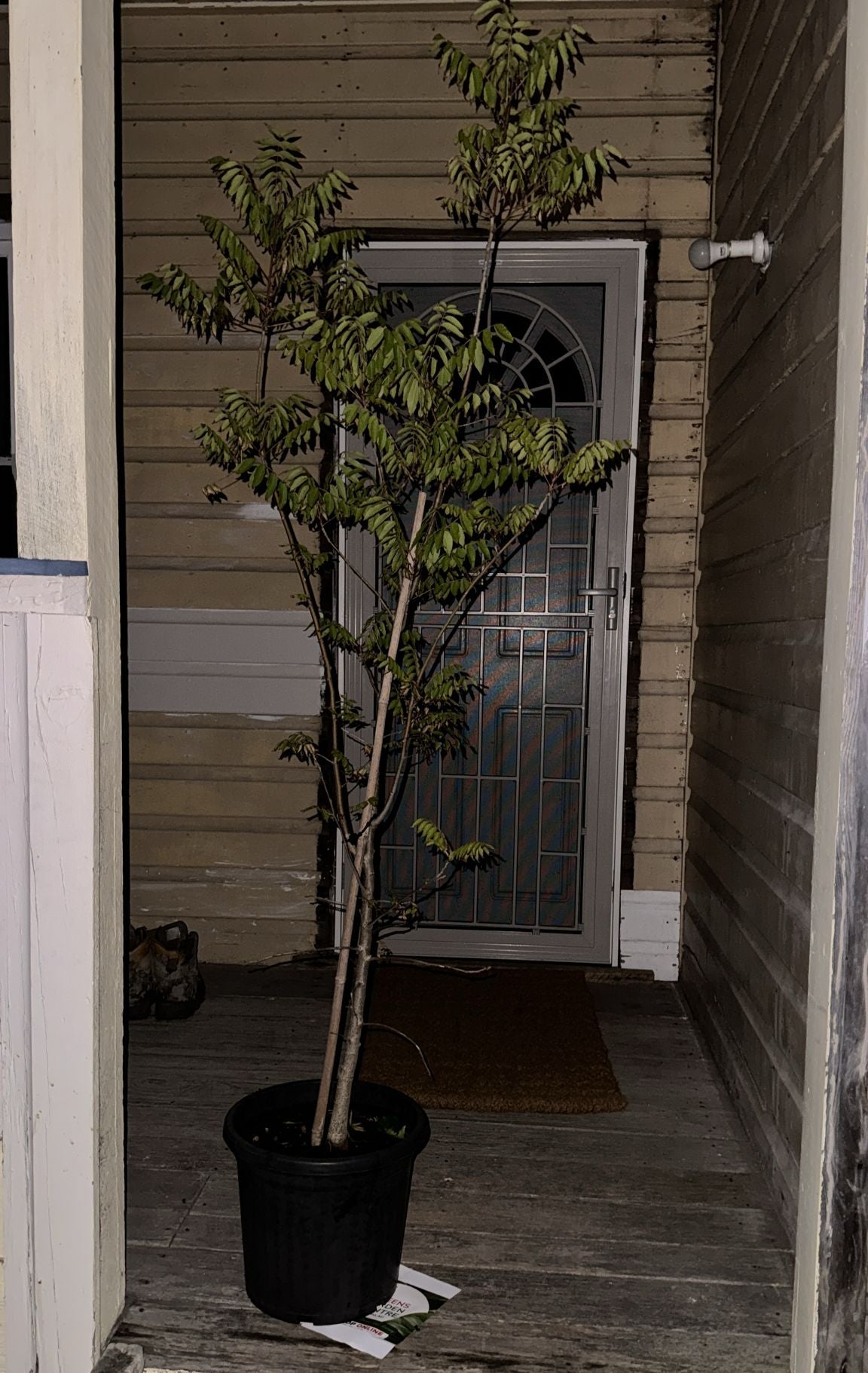Close-up of Pistacia chinensis (Chinese Pistachio) leaves.
Detailed view of Pistacia chinensis (Chinese Pistachio) foliage.
Close-up on the textured leaves of a Pistacia chinensis (Chinese Pistachio) tree.
