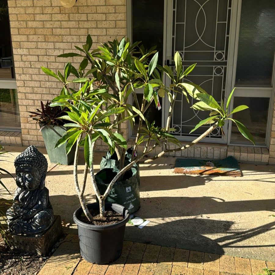 Focusing on Detail: Close-up of a white frangipani (Plumeria rubra) flower showing delicate petals and yellow center.
Emphasizing Texture: Detailed view of the textured petals of a white frangipani (Plumeria rubra) blossom.