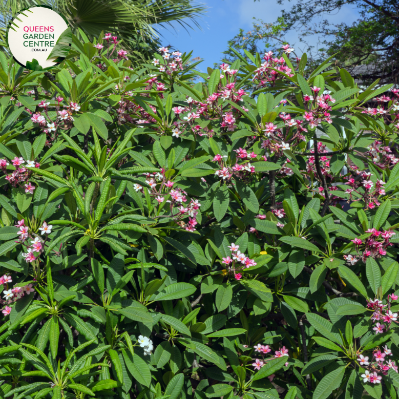 Plumeria rubra 'Darwin Monsoon' is a tropical beauty known for its vibrant and fragrant flowers. Belonging to the Apocynaceae family, this Frangipani variety showcases large, waxy blooms with a captivating blend of pink, orange, and yellow hues. The flowers carry a sweet and intoxicating fragrance, making them a favorite in gardens and for floral arrangements. 'Darwin Monsoon' is a resilient and fast-growing plant, thriving in full sun and well-drained soil.