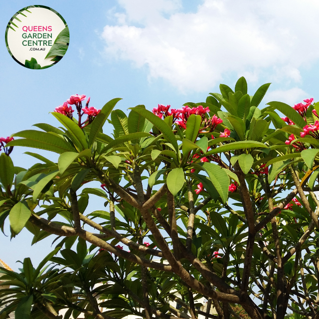 Plumeria rubra Darwin Monsoon Frangipani