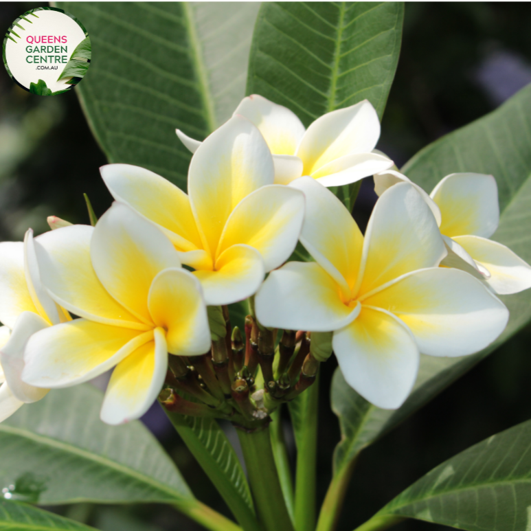 Alt text: Plumeria rubra var. acutifolia, commonly known as White Frangipani, is characterized by its stunning white flowers with yellow centers. The plant features thick, succulent branches and glossy green leaves. Its fragrant blooms typically appear in clusters and are widely used in tropical gardens and for making leis.