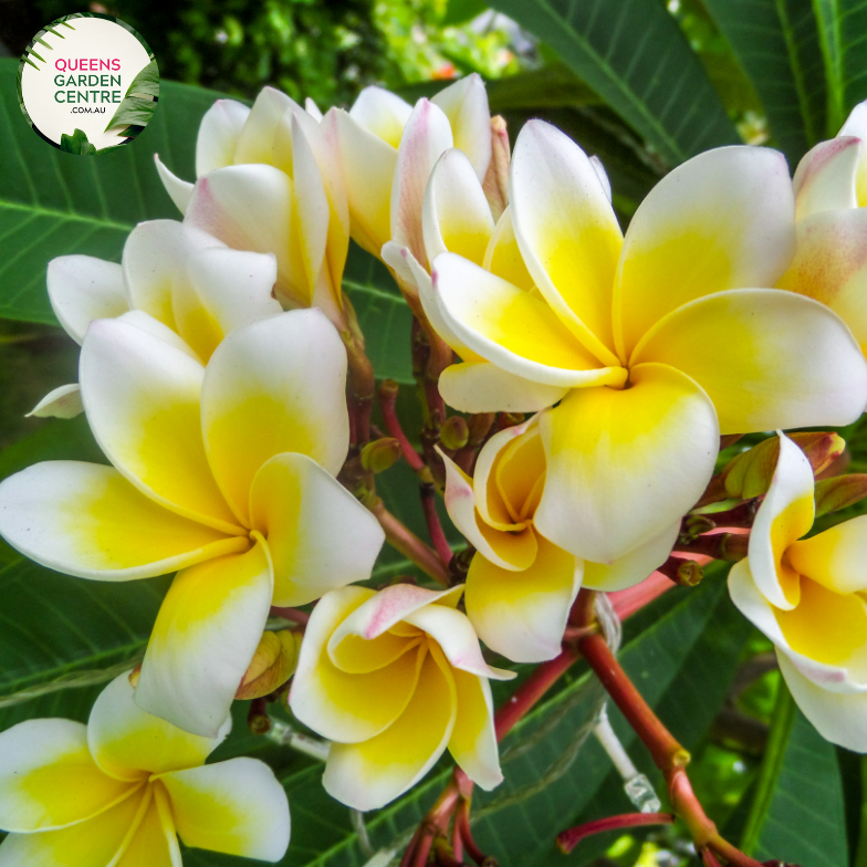 Alt text: Plumeria rubra var. acutifolia, commonly known as White Frangipani, is characterized by its stunning white flowers with yellow centers. The plant features thick, succulent branches and glossy green leaves. Its fragrant blooms typically appear in clusters and are widely used in tropical gardens and for making leis.