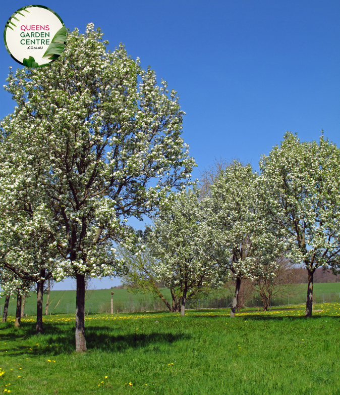 "A beautiful view of the Pyrus 'Chanticleer' plant, commonly known as the Chanticleer Pear or Bradford Pear. This deciduous tree displays a symmetrical and upright form, adorned with ovate green leaves that transition to vibrant red and orange hues in the fall. In this image, the tree is in full bloom, featuring a profusion of small, white flowers. 'Chanticleer' is prized for its ornamental value, offering a captivating combination of elegant structure, seasonal color changes, and springtime blossoms.