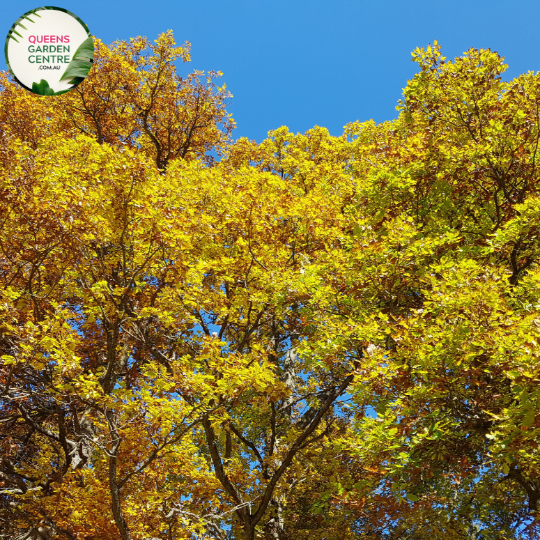Alt text: Quercus robur, the English Oak Tree, known for its stately presence and deeply lobed green leaves. This deciduous tree is a symbol of strength and longevity, adding a touch of natural grandeur to landscapes. It is a cherished species with cultural significance and ecological value.
