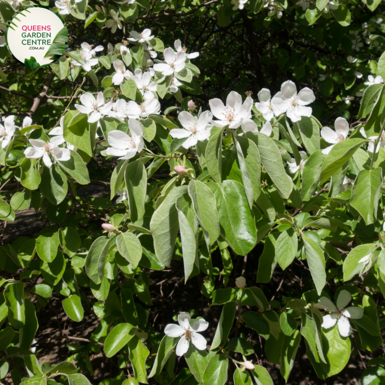 Alt text: Champion Quince (Cydonia oblonga) is a deciduous fruit tree known for its fragrant flowers and edible fruits. It has a spreading growth habit with glossy green leaves. The fruits are golden-yellow and aromatic, often used in cooking and preserves.
