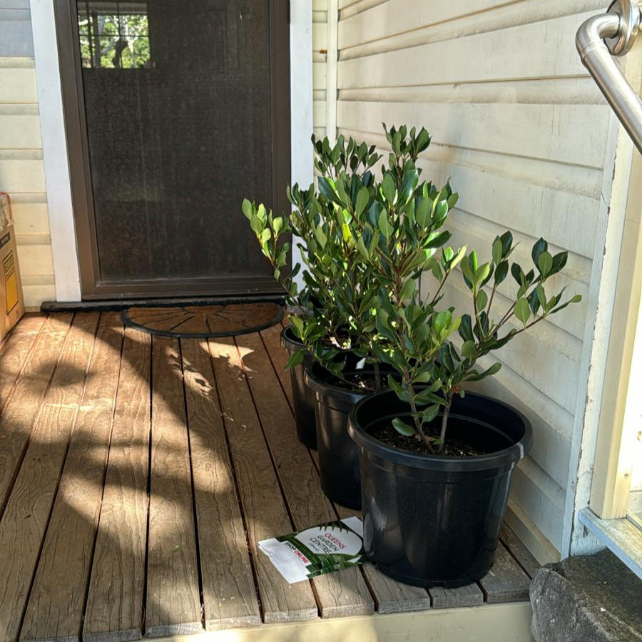 Simple: Close-up of a Rhaphiolepis 'Intermedia' flower.
More Detail: Close-up of the white flowers and glossy leaves of a Rhaphiolepis 'Intermedia' plant.
Focus on Texture: Close-up showing the texture of Rhaphiolepis 'Intermedia' leaves and blossoms.
