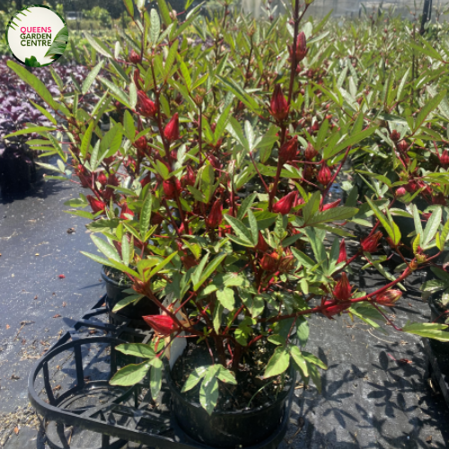 Hibiscus Sabdariffa Rosella