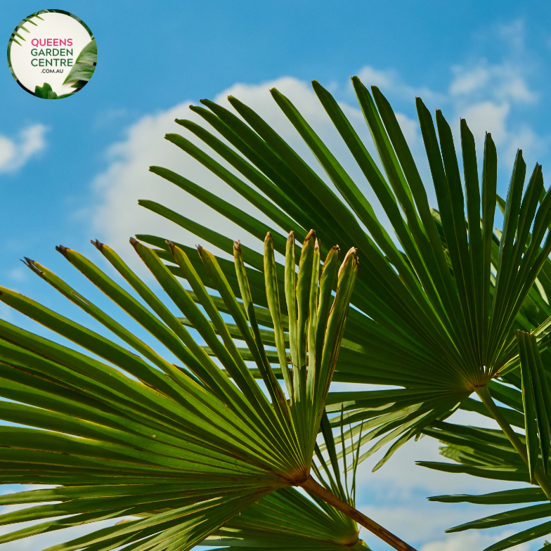 Alt text: Sabal minor, also known as the dwarf palmetto, is a small palm species native to the southeastern United States. It features fan-shaped leaves and a compact growth habit, making it suitable for landscaping in gardens and urban environments. The Sabal minor is prized for its resilience and ability to thrive in various soil types and climates.