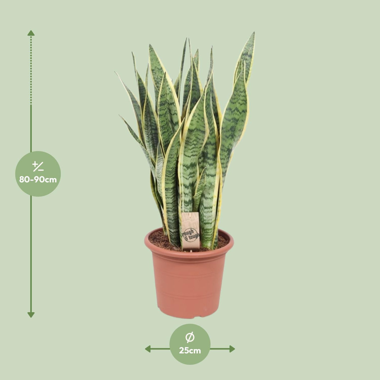 Sansevieria Trifasciata Laurentii