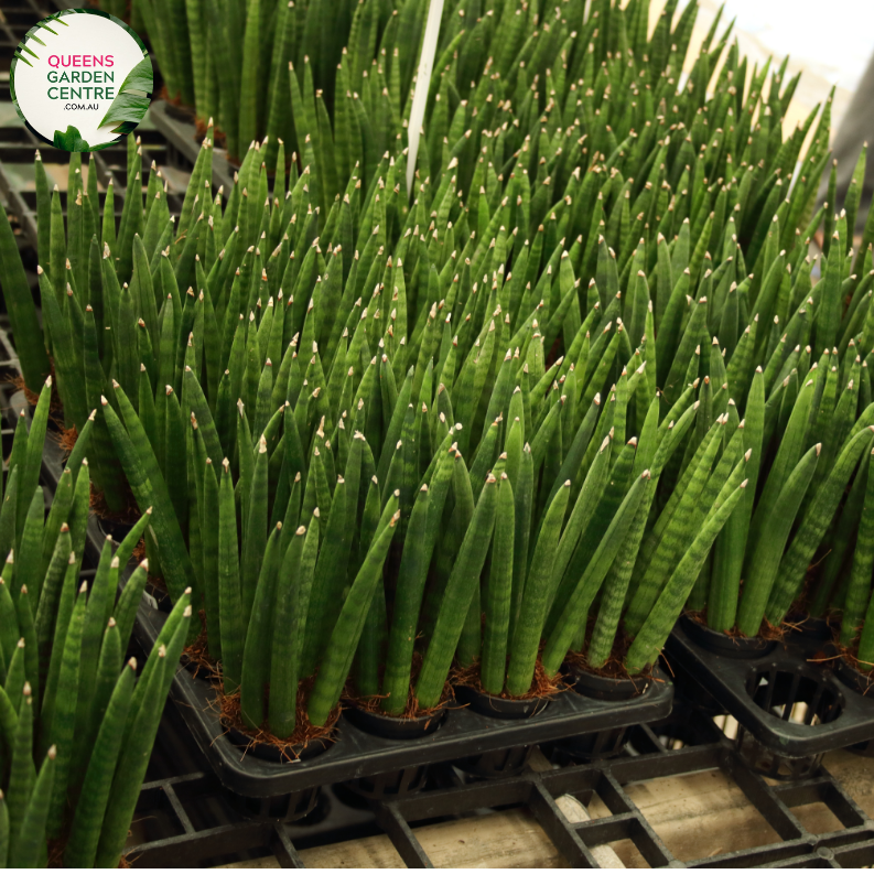 Alt text: Sansevieria stuckyi, also known as the Kenya Hyacinth, is a succulent plant native to East Africa. It features long, slender leaves arranged in a rosette formation. The leaves are typically dark green with light bands or mottled patterns. This plant is prized for its striking appearance and is commonly grown as a houseplant for its low maintenance and air-purifying properties.