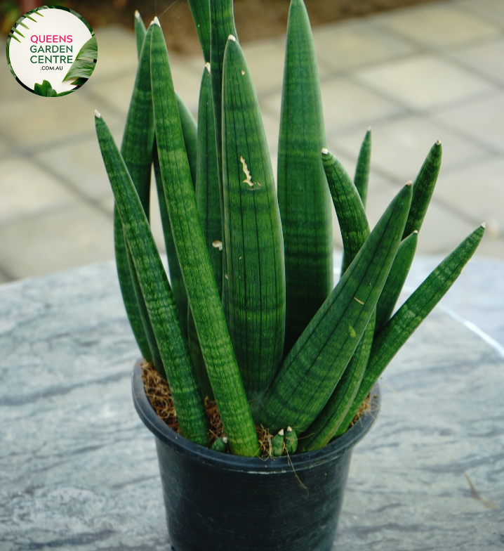 Alt text: Sansevieria stuckyi, also known as the Kenya Hyacinth, is a succulent plant native to East Africa. It features long, slender leaves arranged in a rosette formation. The leaves are typically dark green with light bands or mottled patterns. This plant is prized for its striking appearance and is commonly grown as a houseplant for its low maintenance and air-purifying properties.