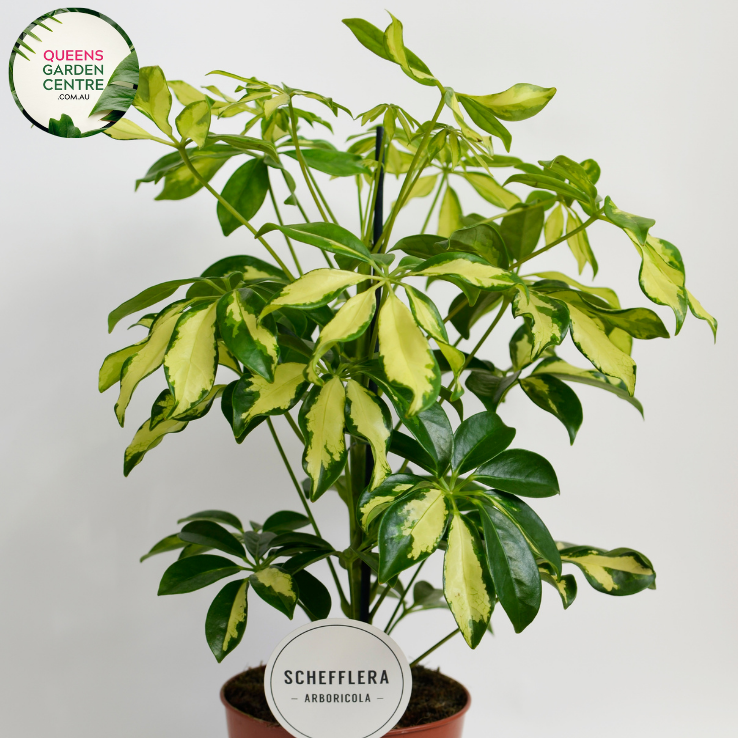 Alt text: Schefflera arboricola 'Jacqueline', also known as dwarf umbrella tree, is a tropical plant with glossy, palmately compound leaves. Its variegated foliage features shades of green and cream, adding visual interest to indoor spaces. The plant typically grows in an upright, bushy form and is popular for its low maintenance and air-purifying qualities.