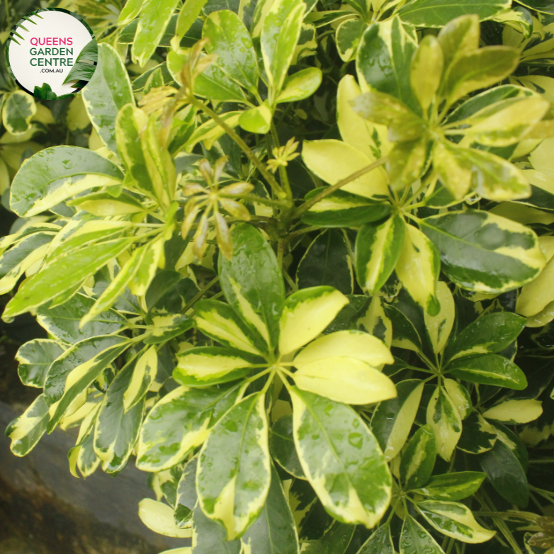 Alt text: Schefflera arboricola 'Madame de Smet' is a tropical plant with glossy, palmately compound leaves. Its variegated foliage features shades of green and yellow, adding visual interest to indoor spaces. The plant typically grows in an upright, bushy form and is popular for its low maintenance and air-purifying qualities.