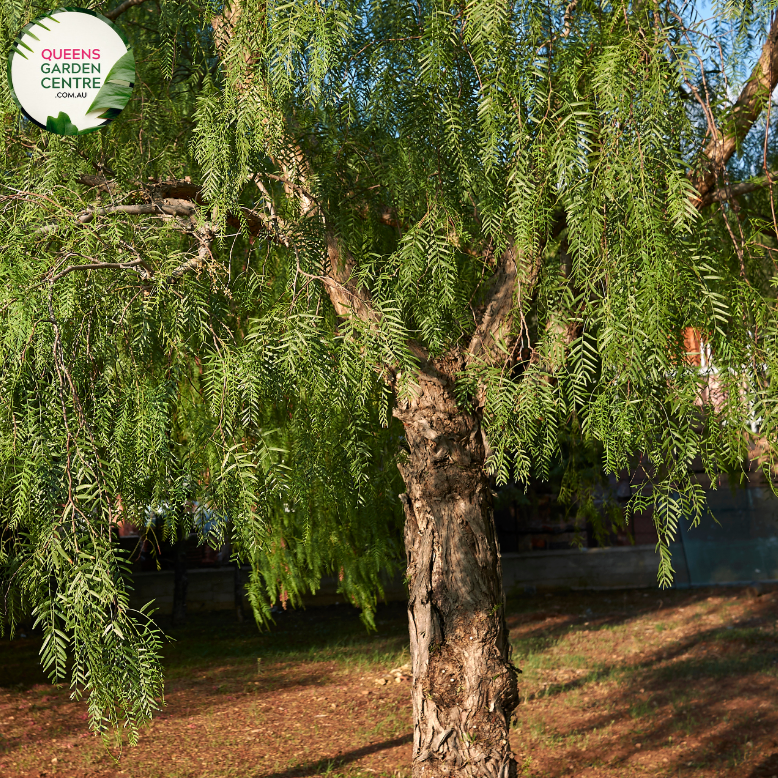 Alt text: Schinus areira, commonly known as Peppercorn or Pepper Tree, showcasing feathery foliage and clusters of small, pinkish-red berries. This evergreen tree adds a touch of greenery and uniqueness to landscapes, appreciated for its aromatic leaves and ornamental berries.