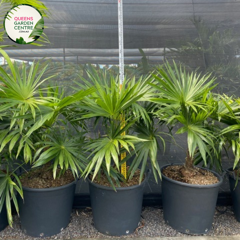 Close-up of Schippia concolor: This image showcases the exquisite details of Schippia concolor, emphasizing its unique foliage and delicate features.