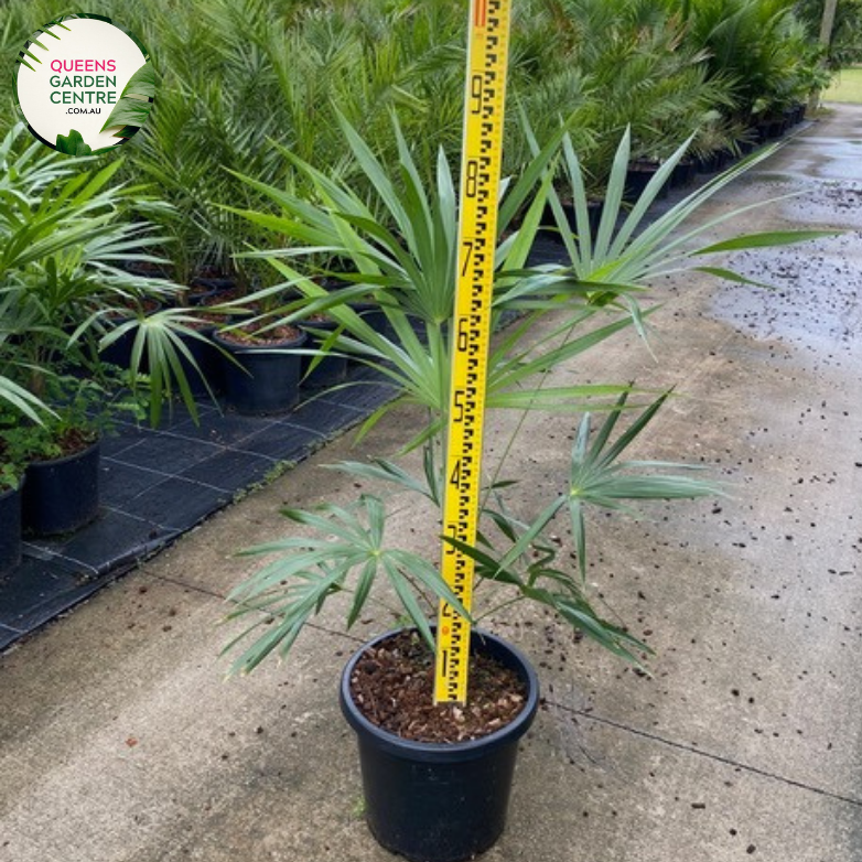 Close-up of Schippia concolor: This image showcases the exquisite details of Schippia concolor, emphasizing its unique foliage and delicate features.