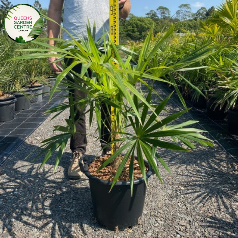 Close-up of Schippia concolor: This image showcases the exquisite details of Schippia concolor, emphasizing its unique foliage and delicate features.