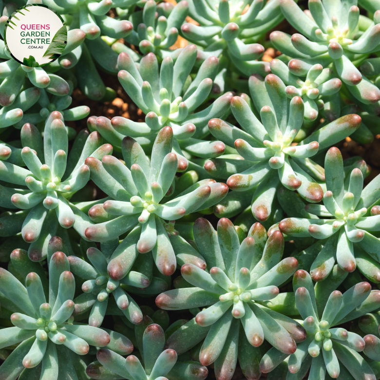 Alt text: Sedum pachyphyllum 'Rose Blue' is a succulent plant with plump, blue-green leaves arranged in a rosette shape. Its chubby, jelly bean-like foliage exhibits a pinkish hue at the tips, adding a pop of color to any garden or container arrangement.