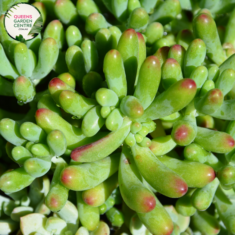 Alt text: Sedum pachyphyllum 'Rose Blue' is a succulent plant with plump, blue-green leaves arranged in a rosette shape. Its chubby, jelly bean-like foliage exhibits a pinkish hue at the tips, adding a pop of color to any garden or container arrangement.