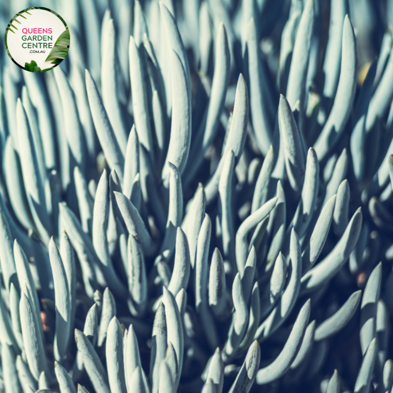 Alt text: Senecio mandraliscae, commonly known as Blue Chalksticks, is a drought-tolerant succulent with slender, cylindrical, powdery blue leaves. Its architectural form and striking color make it an excellent choice for rock gardens, borders, or container plantings.