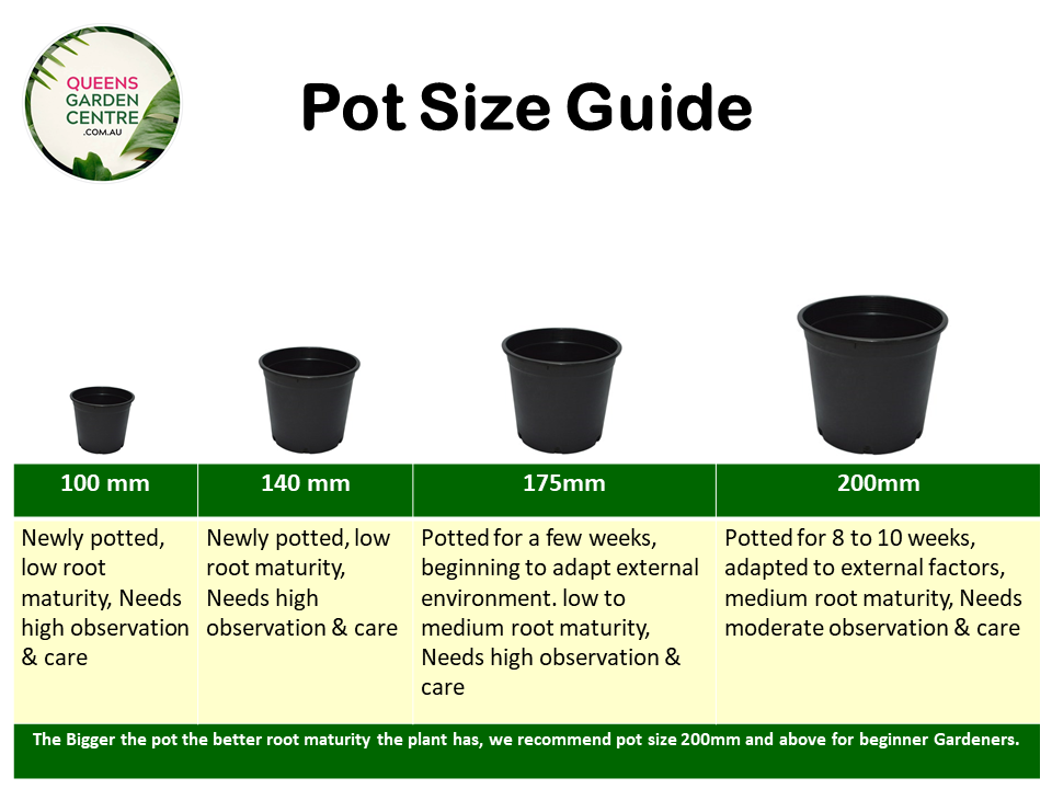 Lagerstroemia Diamonds In The Dark Lavender Lace Crepe Myrtle