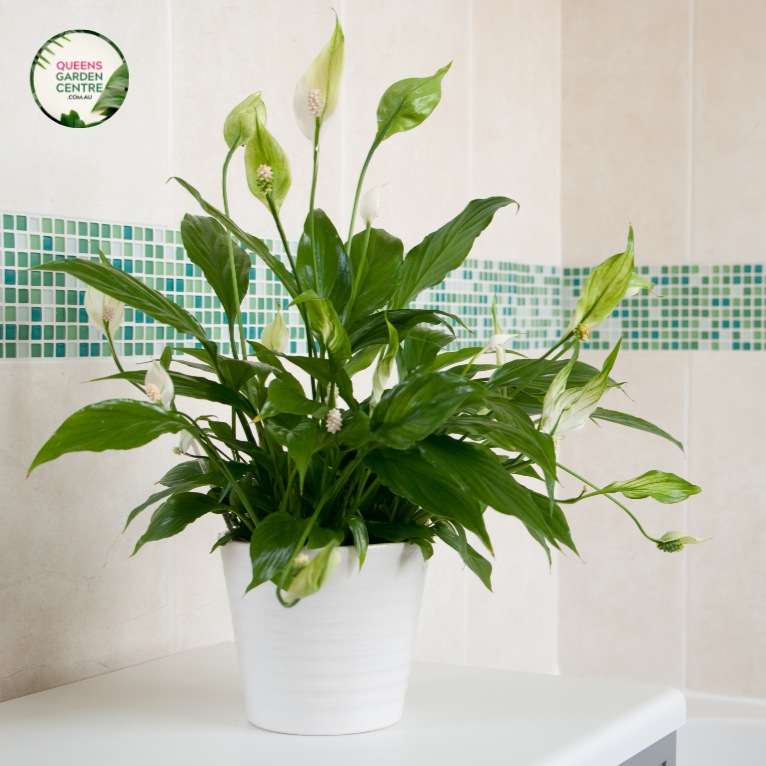 "Close-up of Spathiphyllum Stephanie, a graceful peace lily, highlighting its elegant white blooms and glossy green leaves. This indoor plant adds a touch of serenity and natural beauty to home interiors with its air-purifying qualities."