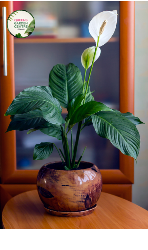 "Close-up of Spathiphyllum Stephanie, a graceful peace lily, highlighting its elegant white blooms and glossy green leaves. This indoor plant adds a touch of serenity and natural beauty to home interiors with its air-purifying qualities."