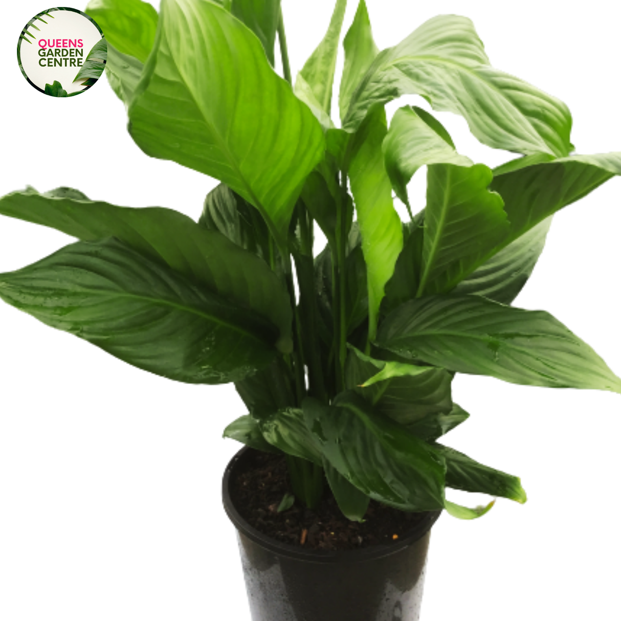A lush Spathiphyllum Sweet Pablo with glossy, dark green leaves and elegant white flowers, adding a touch of elegance.
