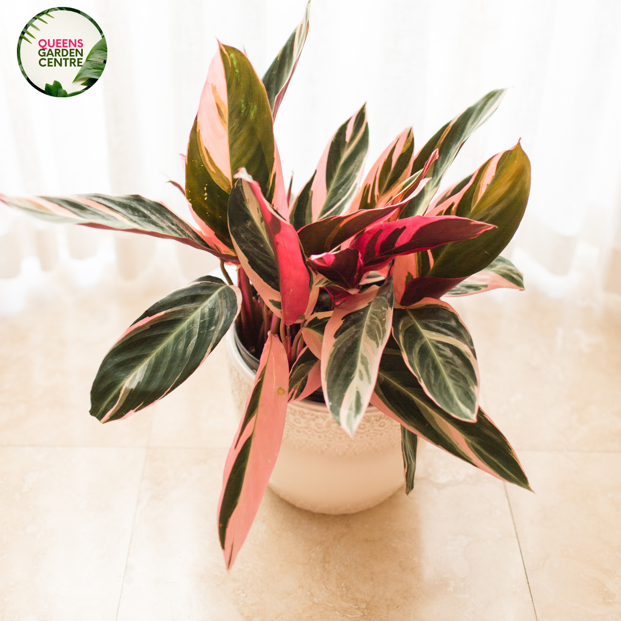 Stromanthe Sanguinea features striking variegated green, pink, and white leaves with smooth texture, creating a vibrant, decorative plant.