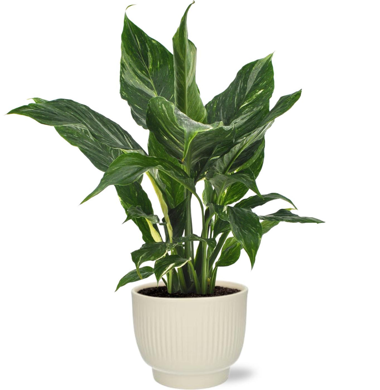 Spathiphyllum Diamond