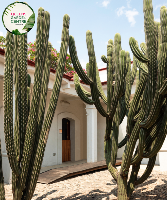 Alt text: Stenocereus thurberi, also known as Organ Pipe Cactus or Lemaireocereus, is a columnar cactus native to the Sonoran Desert. It features multiple upright stems with numerous ribbed sections and clusters of small white flowers blooming near the tips. This plant is a striking addition to desert landscapes and xeriscapes.