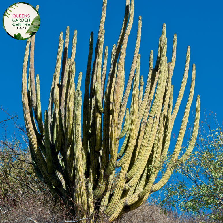 Alt text: Stenocereus thurberi, also known as Organ Pipe Cactus or Lemaireocereus, is a columnar cactus native to the Sonoran Desert. It features multiple upright stems with numerous ribbed sections and clusters of small white flowers blooming near the tips. This plant is a striking addition to desert landscapes and xeriscapes.