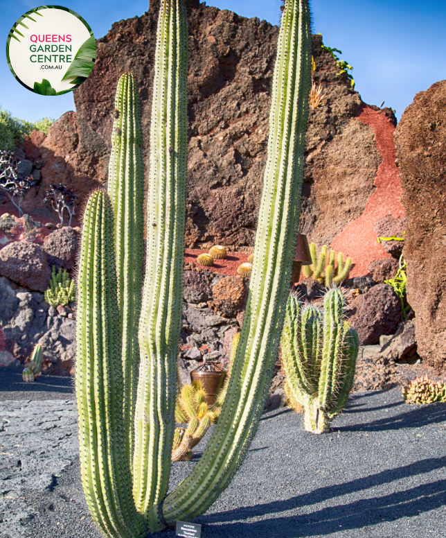 Alt text: Stenocereus thurberi, also known as Organ Pipe Cactus or Lemaireocereus, is a columnar cactus native to the Sonoran Desert. It features multiple upright stems with numerous ribbed sections and clusters of small white flowers blooming near the tips. This plant is a striking addition to desert landscapes and xeriscapes.