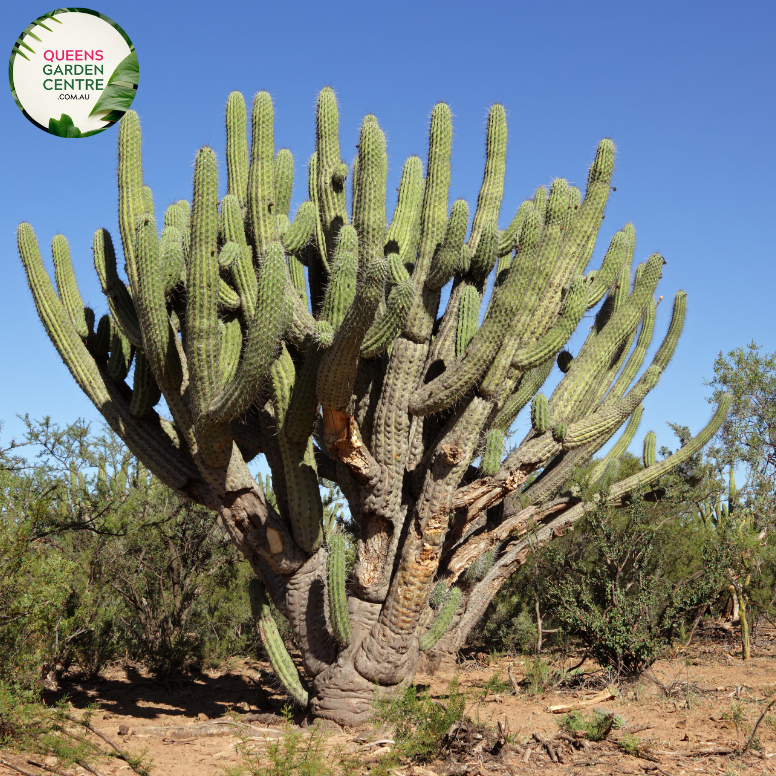 Alt text: Stetsonia coryne, commonly known as the Toothpick Cactus, is a tall, columnar cactus species native to South America. Its slender, ribbed stems resemble toothpicks, giving it its name. This drought-tolerant plant produces white flowers and is well-suited for arid landscapes and xeriscaping.